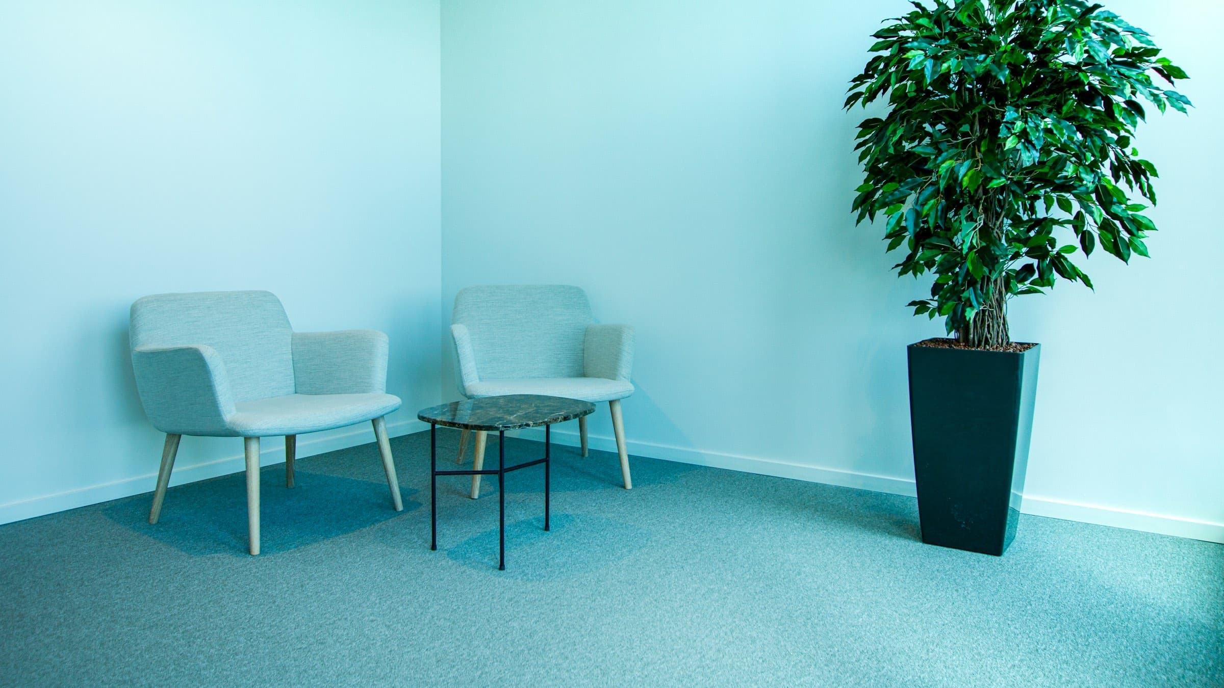 Calm mint-colored room with two armchairs and a large plant
